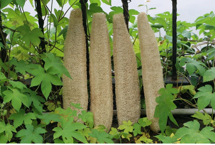 Natural Loofah Body Scrubber – Eco-Friendly Bath & Shower Sponge