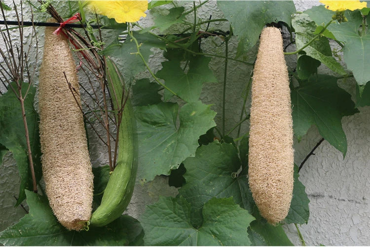 Natural Loofah Body Scrubber – Eco-Friendly Bath & Shower Sponge